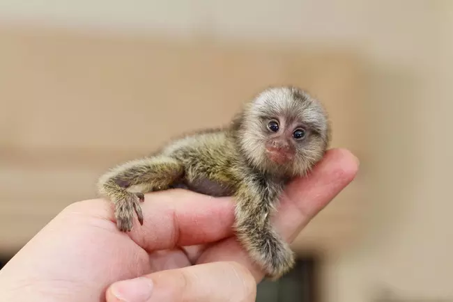 Apr� marmoset majom
