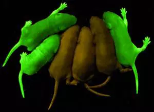 G�nseb�szet