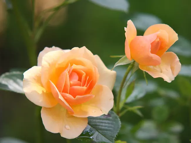 Hagyom�nyos, n�pi n�vnapi k�sz�nt�k