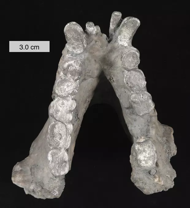 Egy Gigantopithecus blacki als� �llcsontjai az ohioi College of Wooster (USA) gy�jtem�ny�b�l