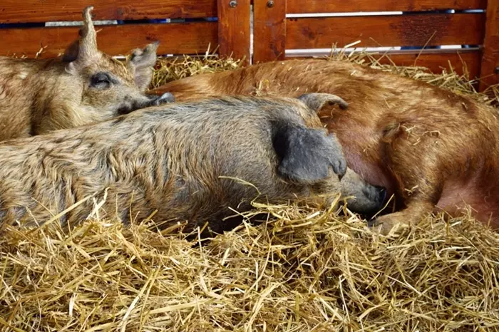 Budapesti Mangalica Fesztiv�l