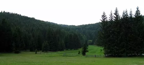 Hohe Wand fenyves