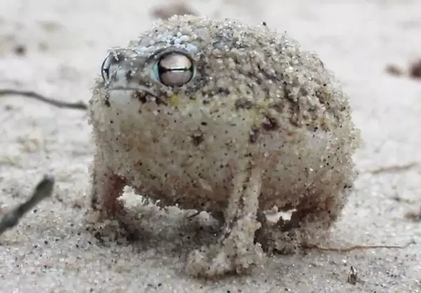 Sivatagi es�b�ka (Breviceps macrops)