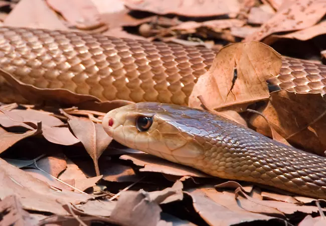 Kispikkely� tajp�n (Oxyuranus microlepidotus)