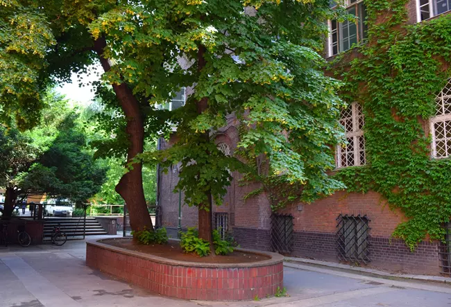 Egy budapesti, v�rosi fa