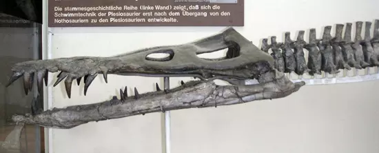 Liopleurodon ferox fossz�lia