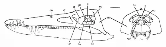 Liopleurodon ferox kopony�j�nak v�zlatrajza
