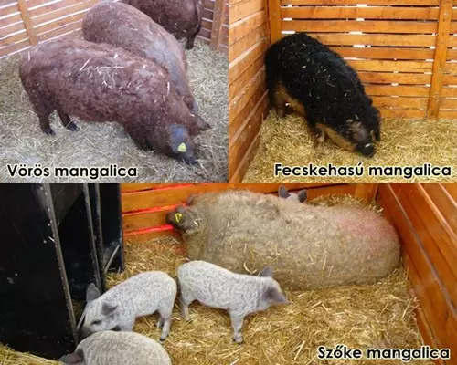 Mangalica fajt�k