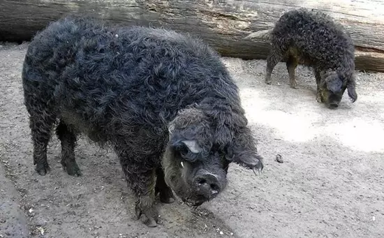Fekete mangalica