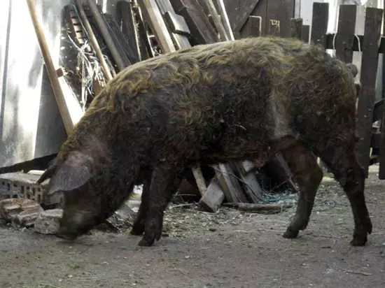 Vadas mangalica