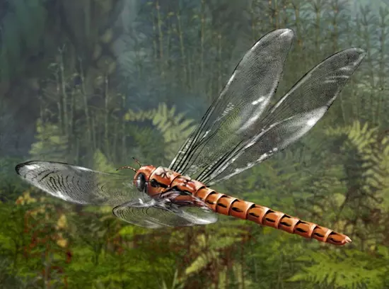 Meganeuropsis americana rekonstrukci�ja