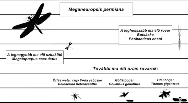 A Meganeuropsis permiana �s a ma �l� legnagyobb rovarok m�ret