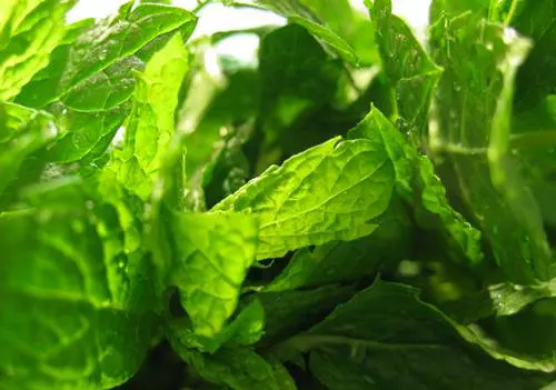 Menta (Mentha)