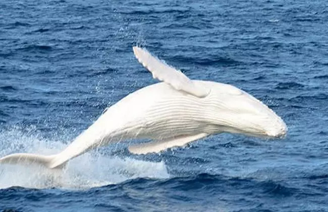 Migaloo ugr�s k�zben