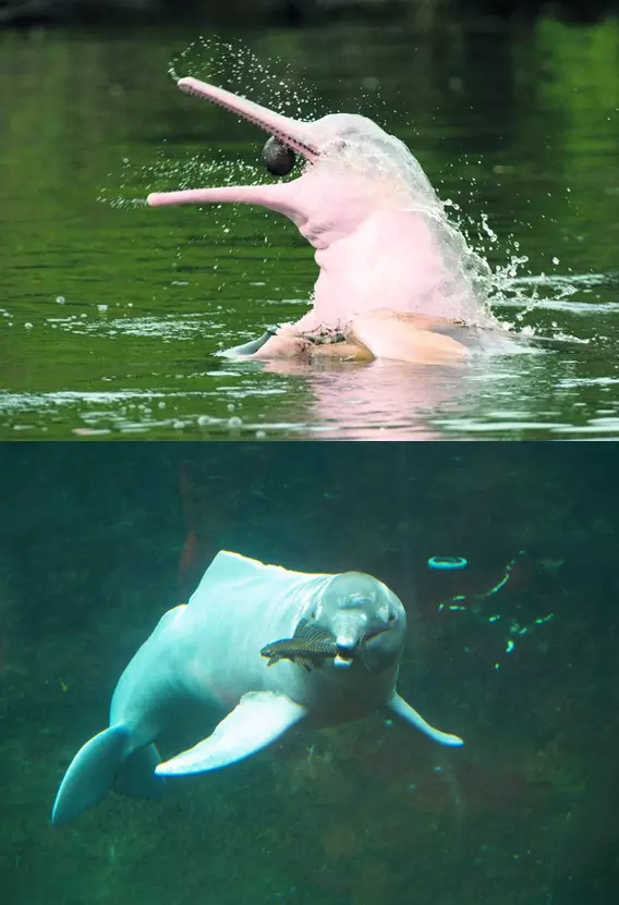 Amazonasi folyami delfin, m�s n�ven inia, bufeo, tonina vagy boto (Inia geoffrensis)