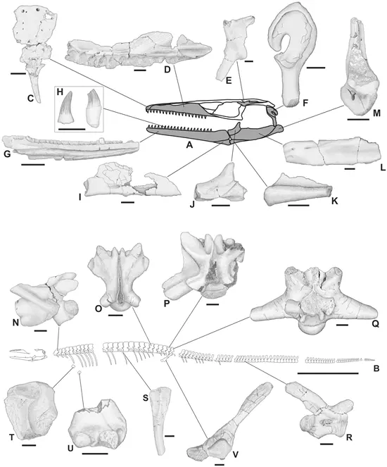 Pannoniasaurus inexpectatus felt�rt csontjai