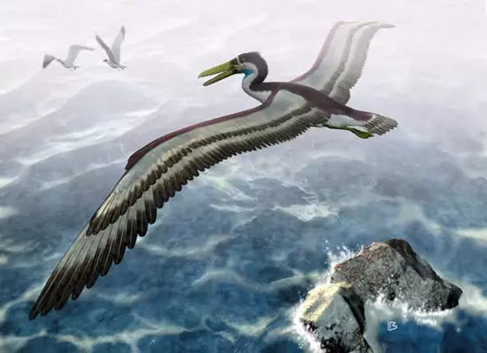 Pelagornis sandersi rekonstrukci�ja