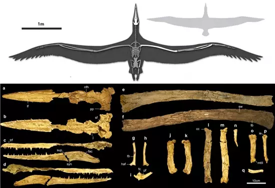 Pelagornis sandersi t�pusp�ld�nya - ChM PV4768
