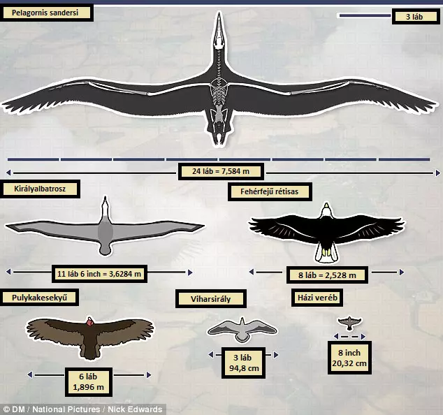 A Pelagornis sandersi sz�rnyfeszt�vols�ga