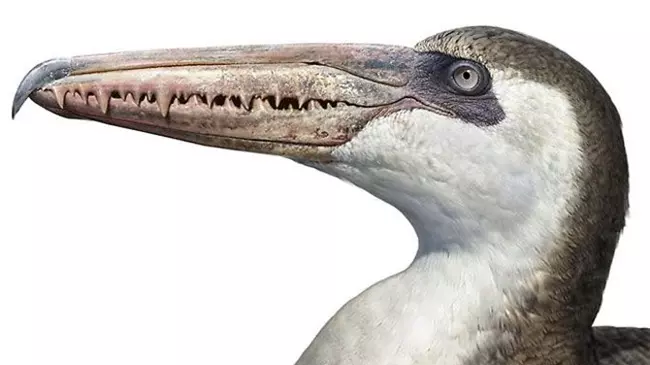 A Pelagornis sandersi feje �s cs�re pszeudo-fogakkal
