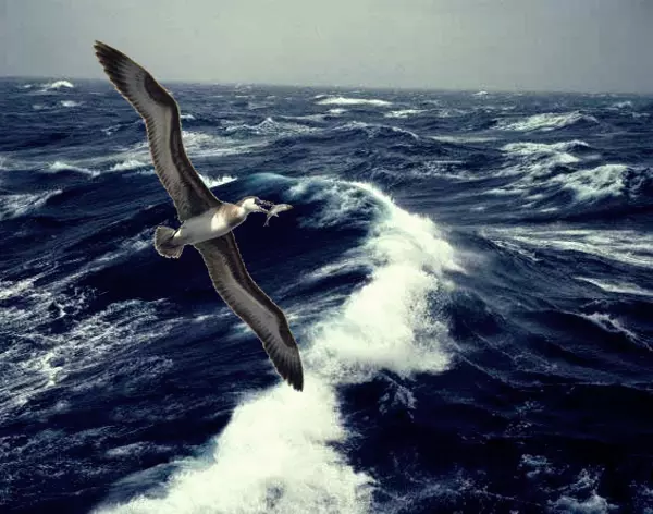 Pelagornis sandersi hal�szat k�zben