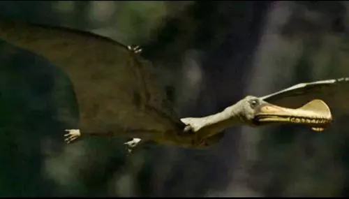 Pterosauri�k, pterodactyloidea
