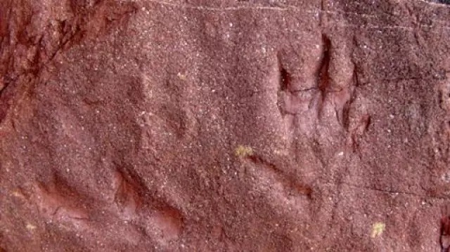 A Prorotodactylus mesaxonichnus k�zel 250 milli� �ves l�bnyomai