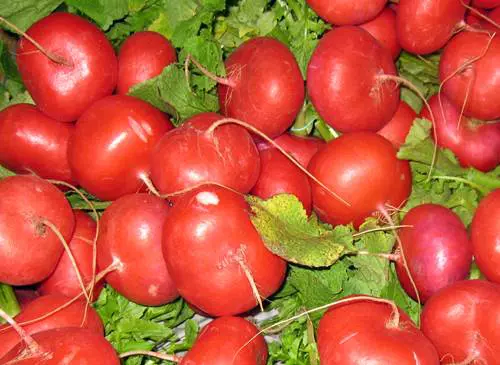 H�napos retek (Raphanus sativus L. var. sativus)