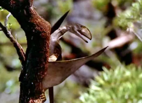 Pterosauri�k, rhamphorhynchoidea
