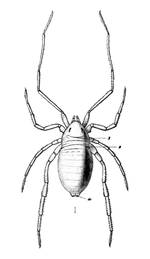 R�viden a p�kszab�s�ak (Arachnida) oszt�ly�r�l
