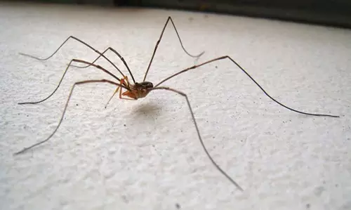 R�viden a p�kszab�s�ak (Arachnida) oszt�ly�r�l