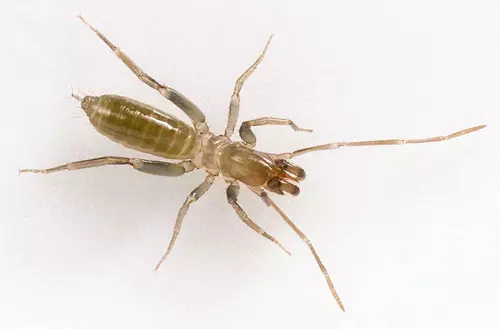 R�viden a p�kszab�s�ak (Arachnida) oszt�ly�r�l