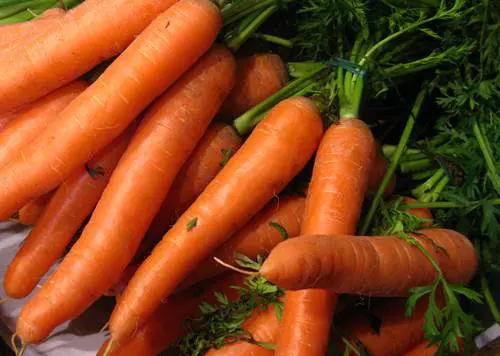 S�rgar�pa (Daucus carota subsp. sativus)