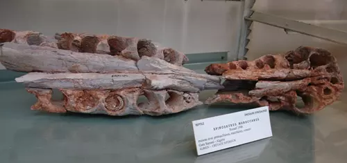 Spinosaurus marocannus - CMN 50791
