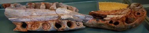 Spinosaurus marocannus - CMN 50791