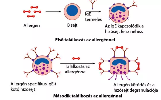Allergia, keresztallergia