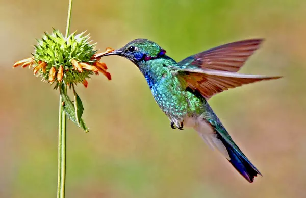 Kolibri