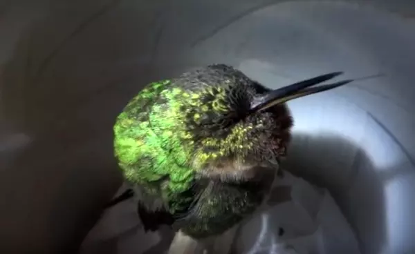 A kolibri nem csak k�ls�leg fest mulats�gosan, amikor alszik, de m�g horkol is