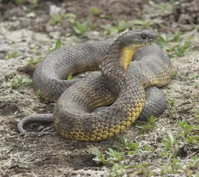 Tigrisk�gy� (Notechis scutatus)
