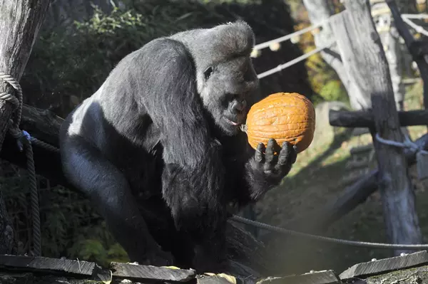 T�kfejjel j�tsz� gorilla