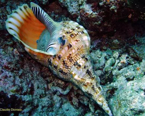 Tritonk�rt csiga (Charonia tritonis)