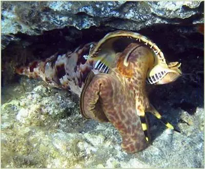 Tritonk�rt csiga (Charonia tritonis)