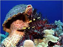 Tritonk�rt csiga (Charonia tritonis)