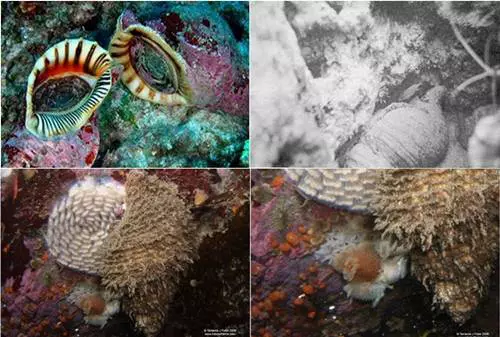 Tritonk�rt csiga (Charonia tritonis)