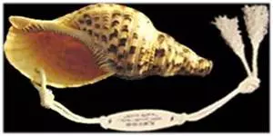 Tritonk�rt csiga (Charonia tritonis)