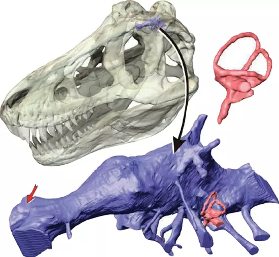 Tyrannosaurus rex agy rekonstrukci�ja