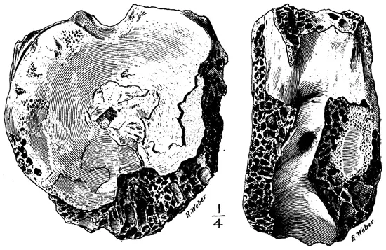 Edward Drinker Cope 1892-es Tyrannosaurus rex lelete (Manospondylus gigas)