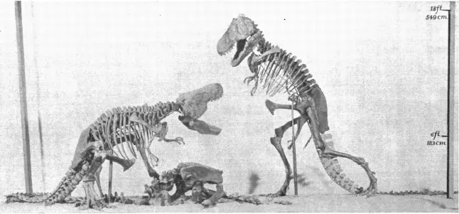Tyrannosaurus rex egykori, m�retar�nyos csontv�z rekonstrukci�ja