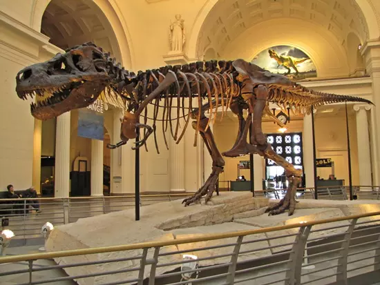 FMNH PR 2081 jelz�s�, 'Sue', Tyrannosaurus rex lelet