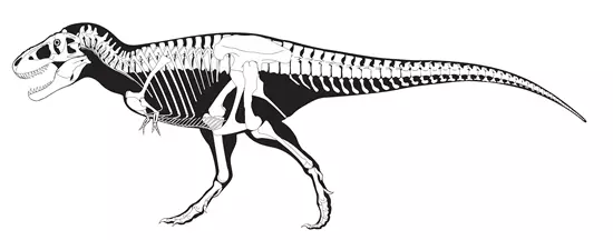 Tyrannosaurus rex csont �s kin�zet rekonstrukci�ja